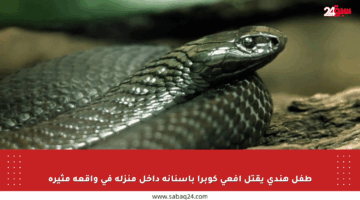 طفل هندي يقتل أفعى كوبرا بأسنانه داخل منزله في واقعة مثيرة